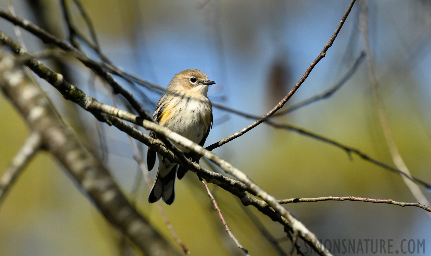 Setophaga coronata [400 mm, 1/2000 sec at f / 8.0, ISO 1600]